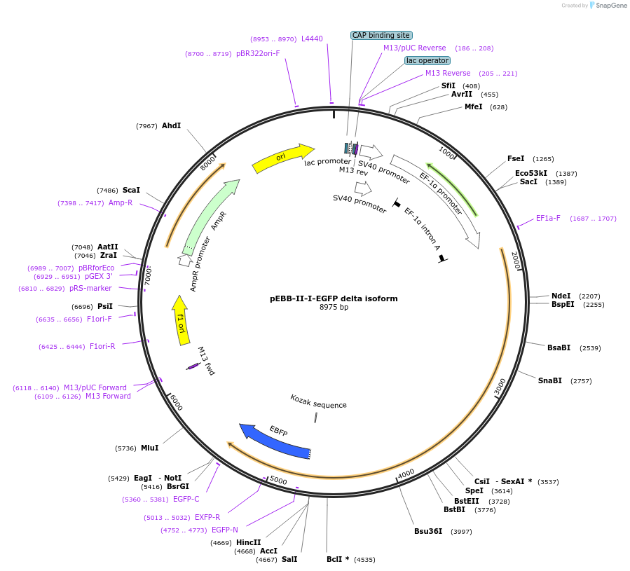22149-plasmid-map-sequence-id-9954