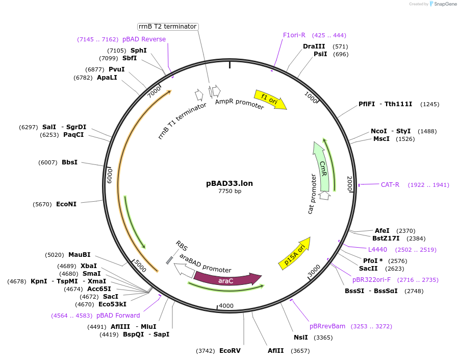 22145-plasmid-map-sequence-id-9955
