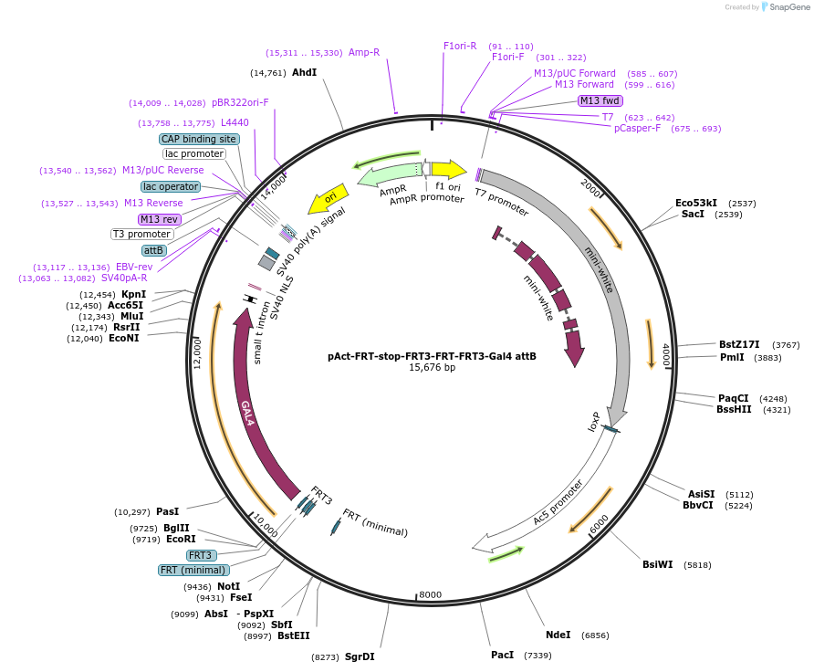 52889-plasmid-map-sequence-id-99556