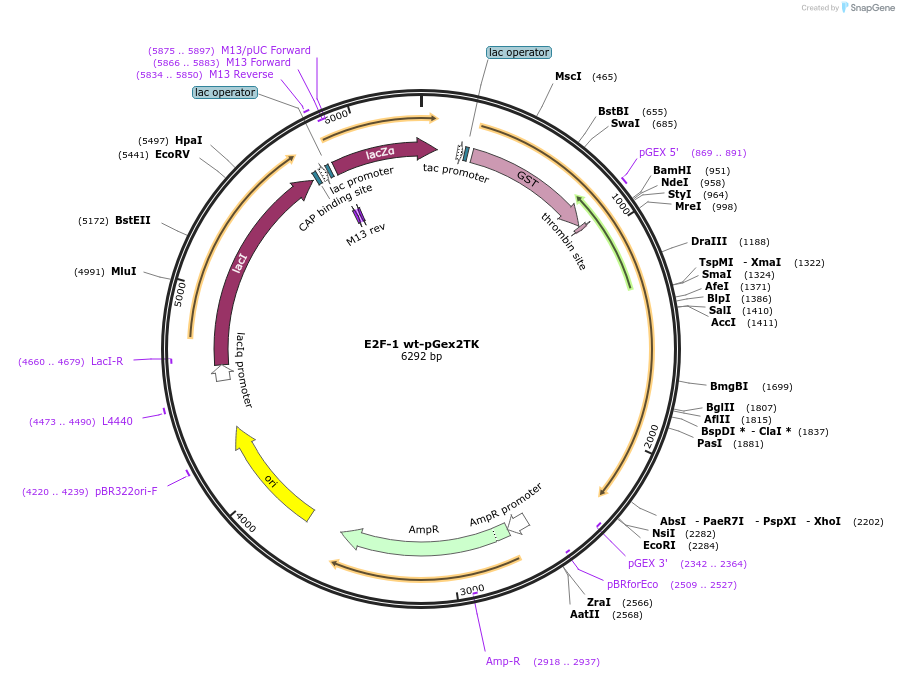 21668-plasmid-map-sequence-id-9956
