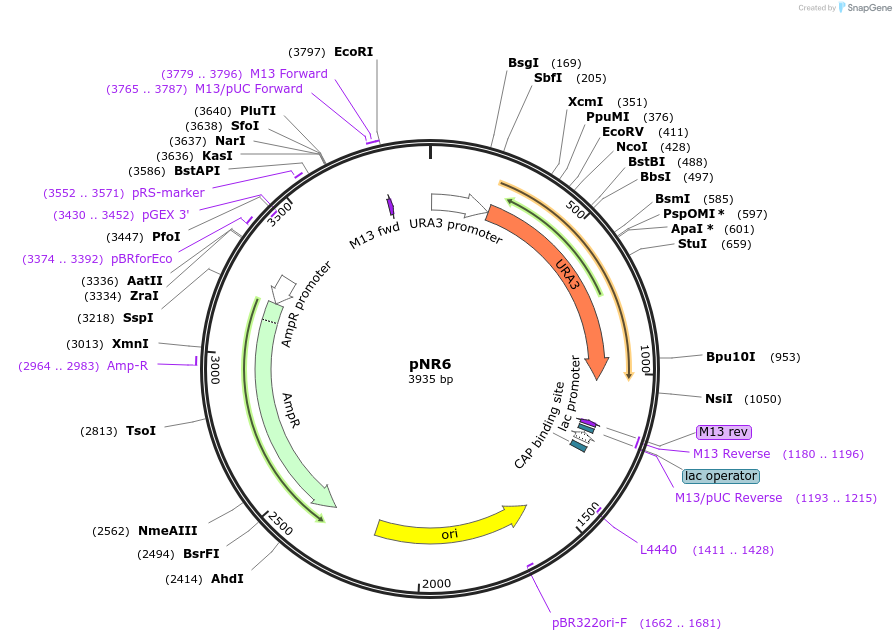 21677-plasmid-map-sequence-id-9958