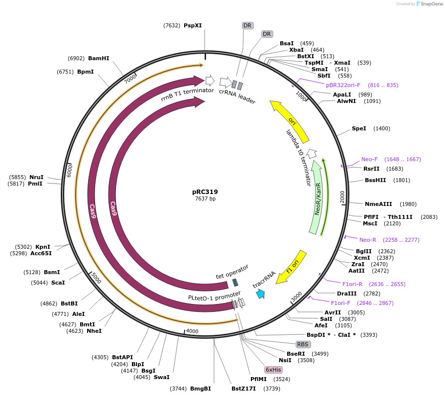 61272-plasmid-map-sequence-id-99585