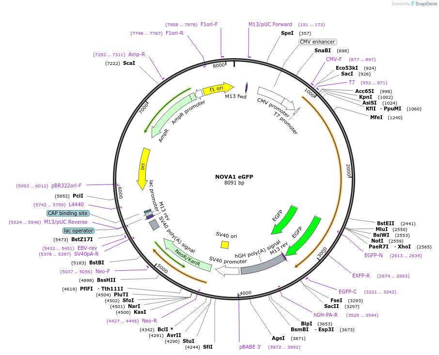 61275-plasmid-map-sequence-id-99586