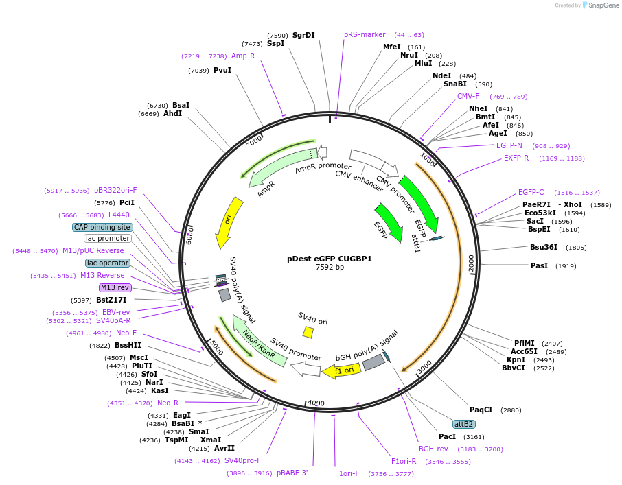 61276-plasmid-map-sequence-id-99587