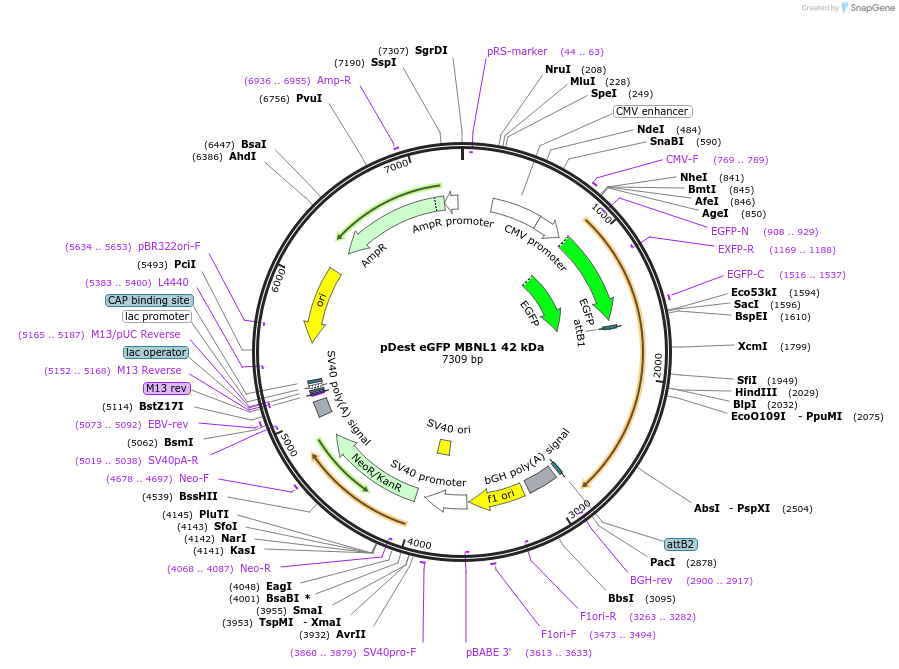 61277-plasmid-map-sequence-id-99588