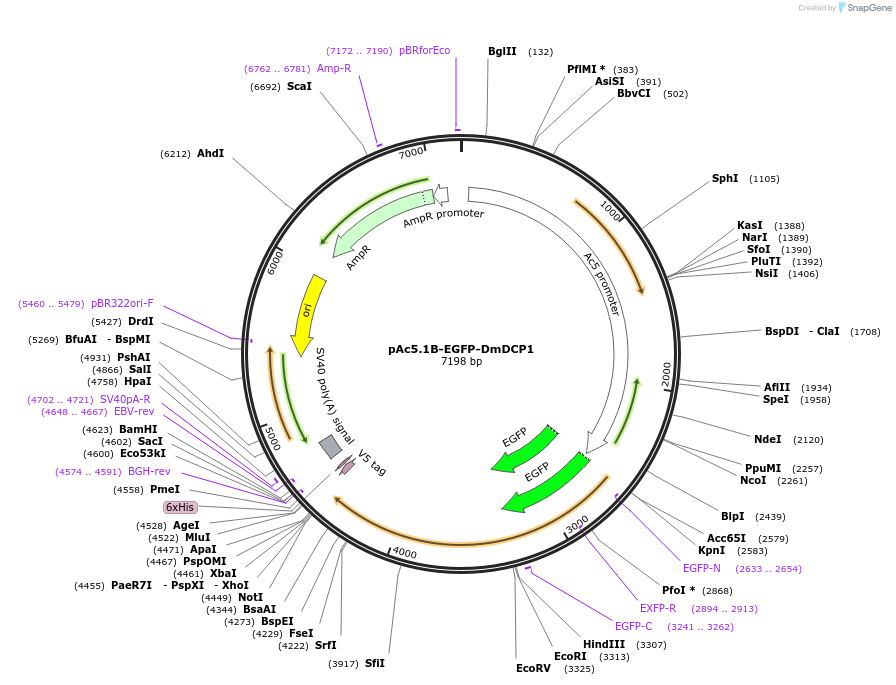 21684-plasmid-map-sequence-id-9961