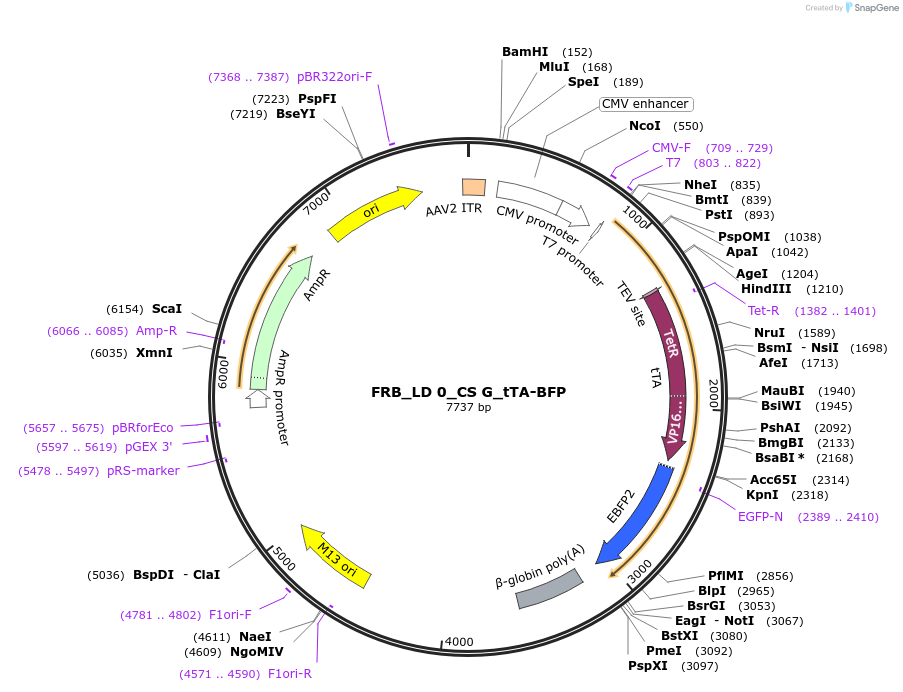 58876-plasmid-map-sequence-id-99612