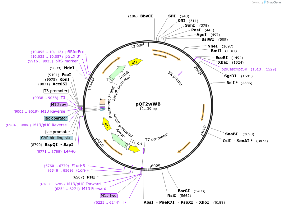 61313-plasmid-map-sequence-id-99643