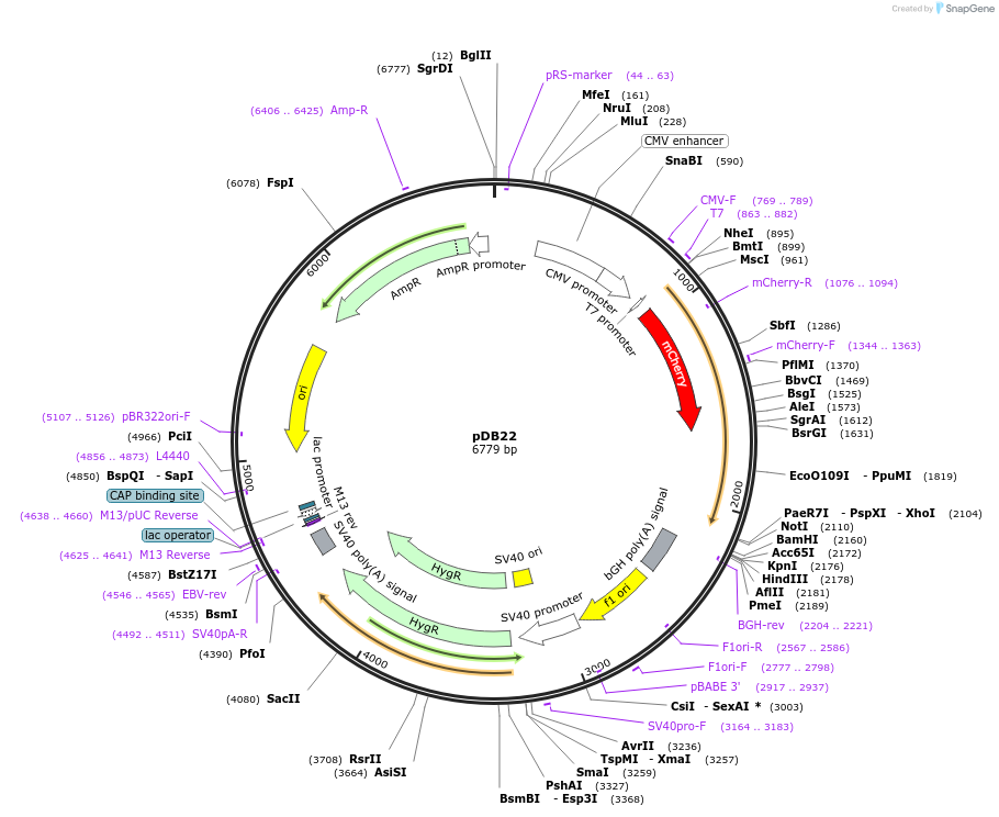 61342-plasmid-map-sequence-id-99686
