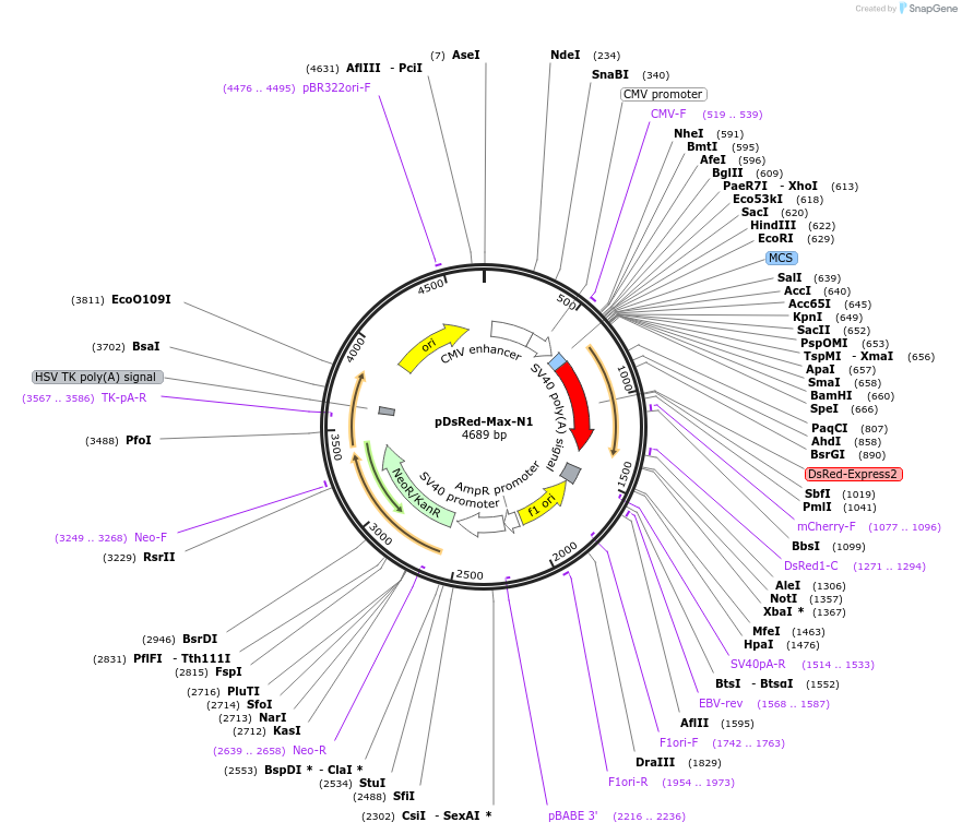 21718-plasmid-map-sequence-id-9970