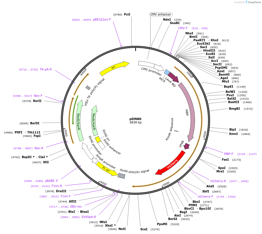61349-plasmid-map-sequence-id-99714