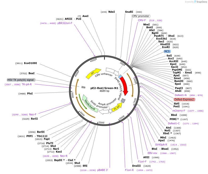 21720-plasmid-map-sequence-id-9972