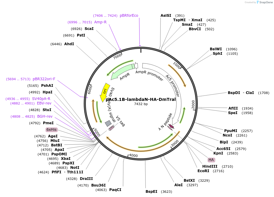 21721-plasmid-map-sequence-id-9973