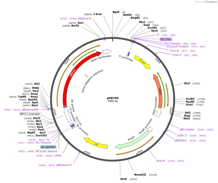 60138-plasmid-map-sequence-id-99749