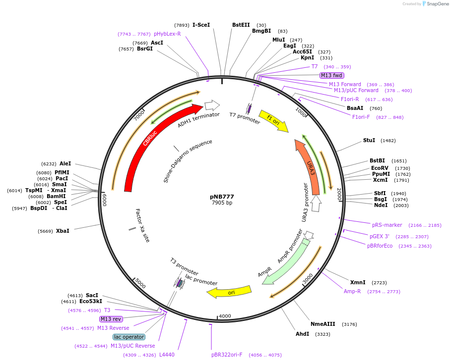 60153-plasmid-map-sequence-id-99754