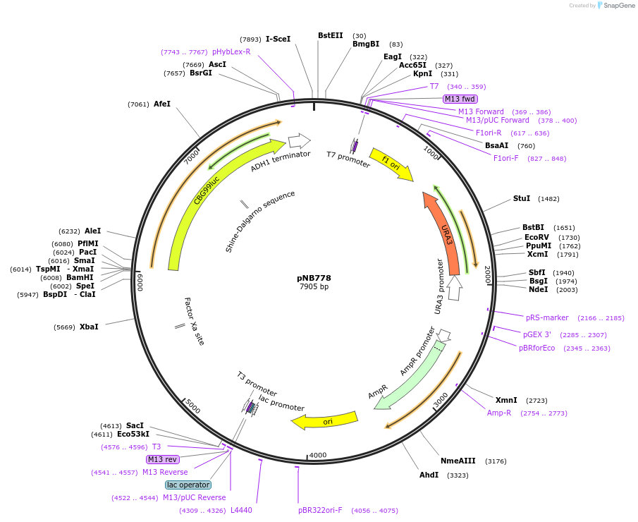 60154-plasmid-map-sequence-id-99755