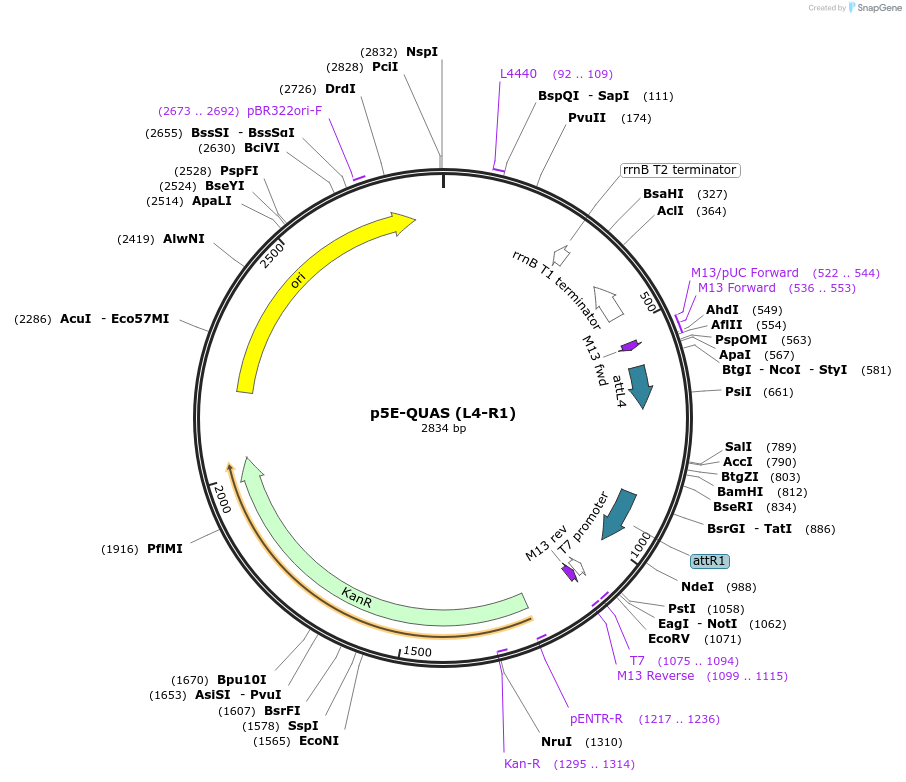 61374-plasmid-map-sequence-id-99765