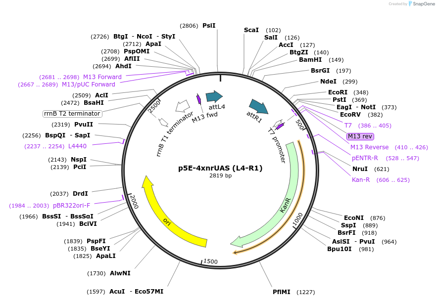 61372-plasmid-map-sequence-id-99767