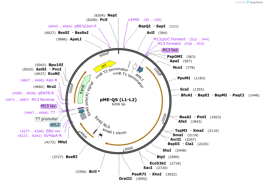 61378-plasmid-map-sequence-id-99771