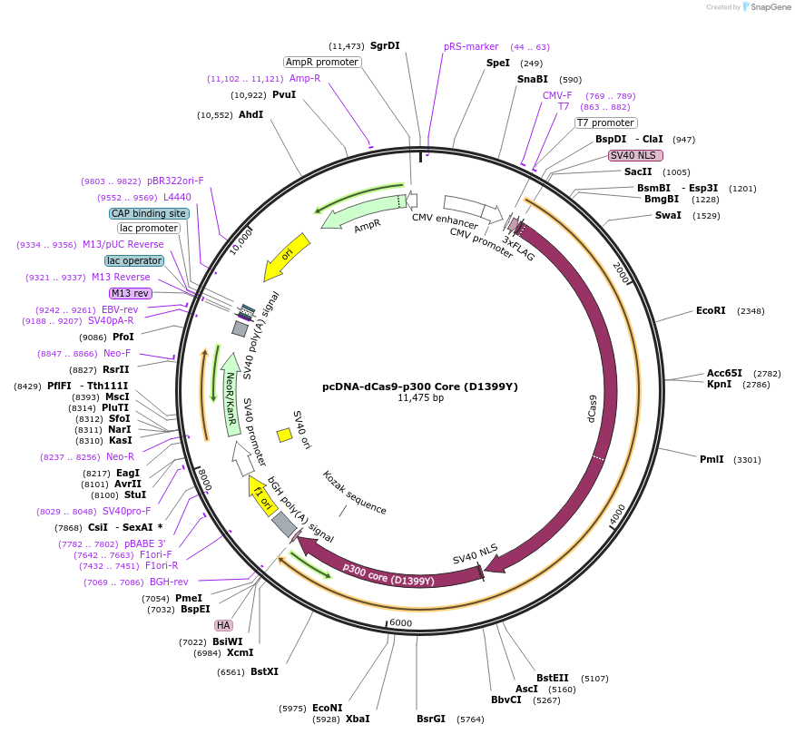 61358-plasmid-map-sequence-id-99789