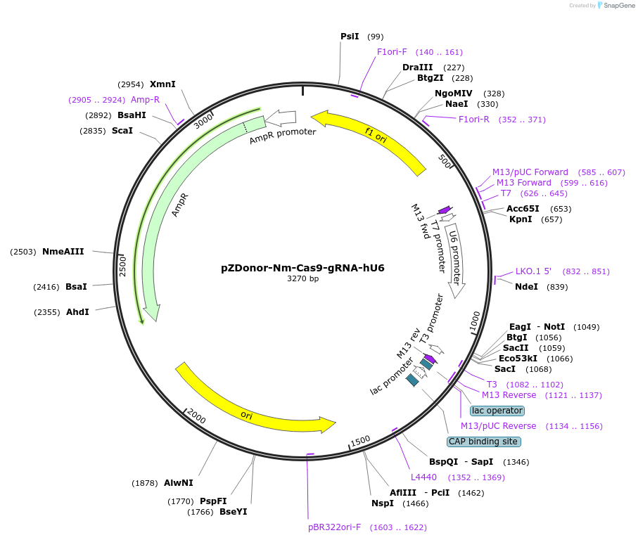61366-plasmid-map-sequence-id-99803