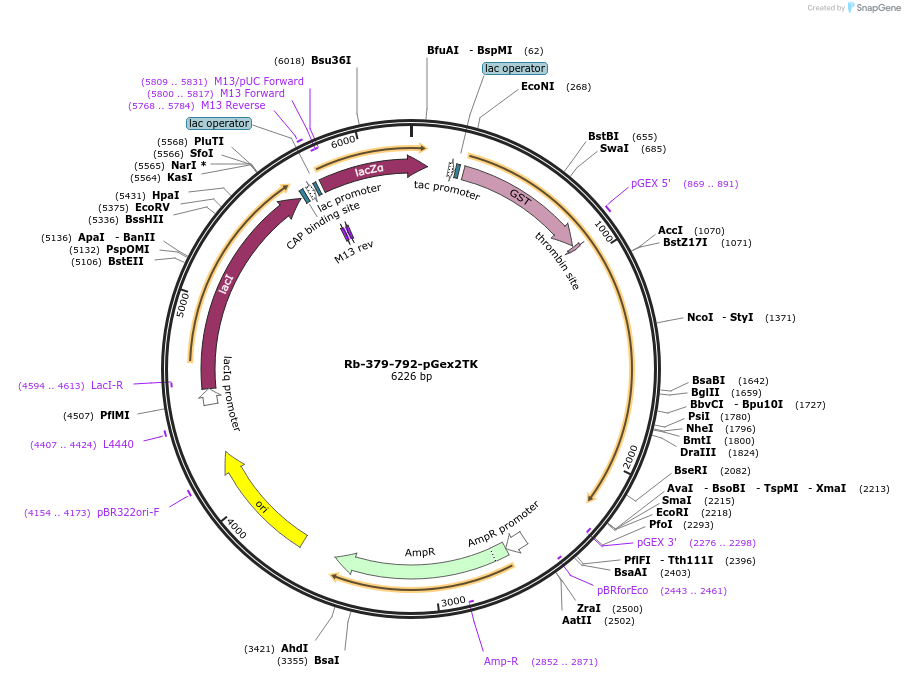 21748-plasmid-map-sequence-id-9981