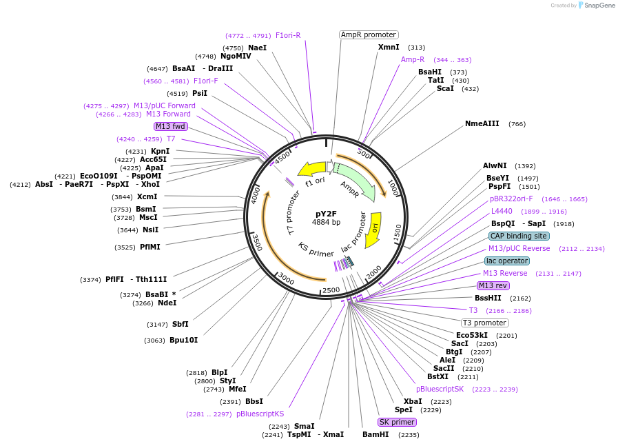 53285-plasmid-map-sequence-id-99819