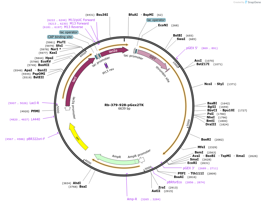 21749-plasmid-map-sequence-id-9982