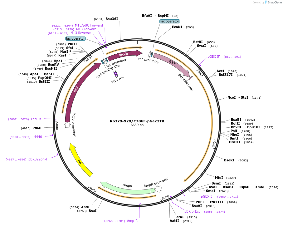 21750-plasmid-map-sequence-id-9983