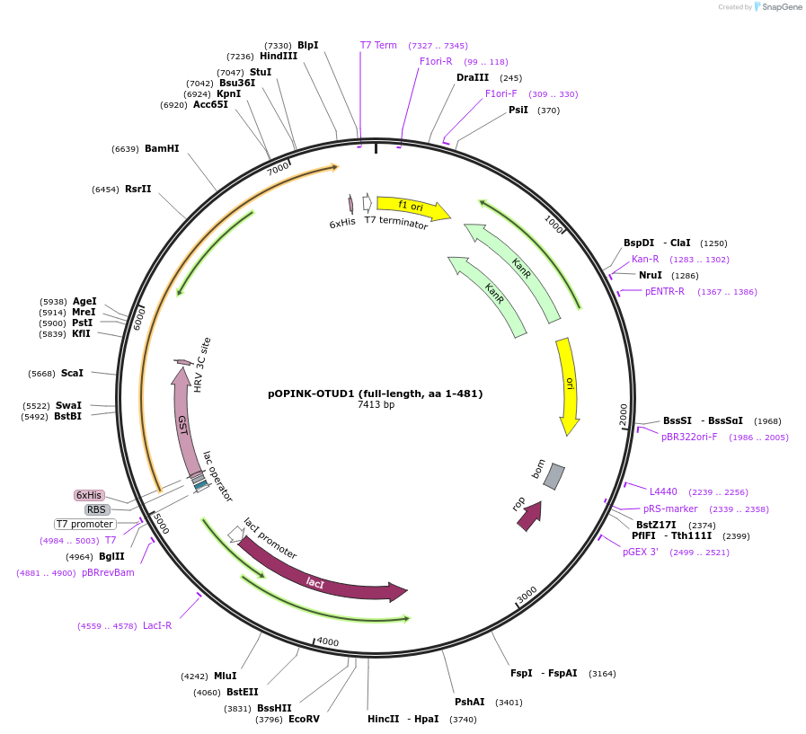 61405-plasmid-map-sequence-id-99832
