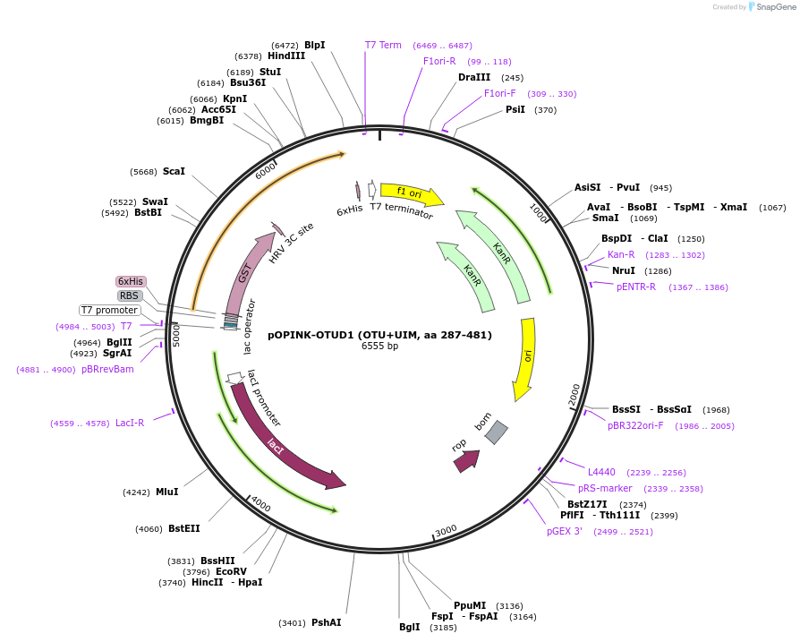 61406-plasmid-map-sequence-id-99833