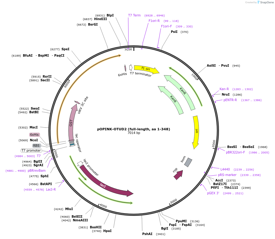61409-plasmid-map-sequence-id-99852