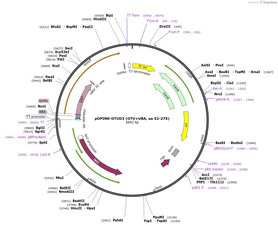 61411-plasmid-map-sequence-id-99859
