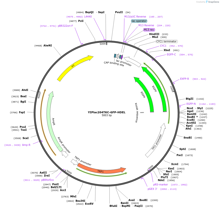 21771-plasmid-map-sequence-id-9987