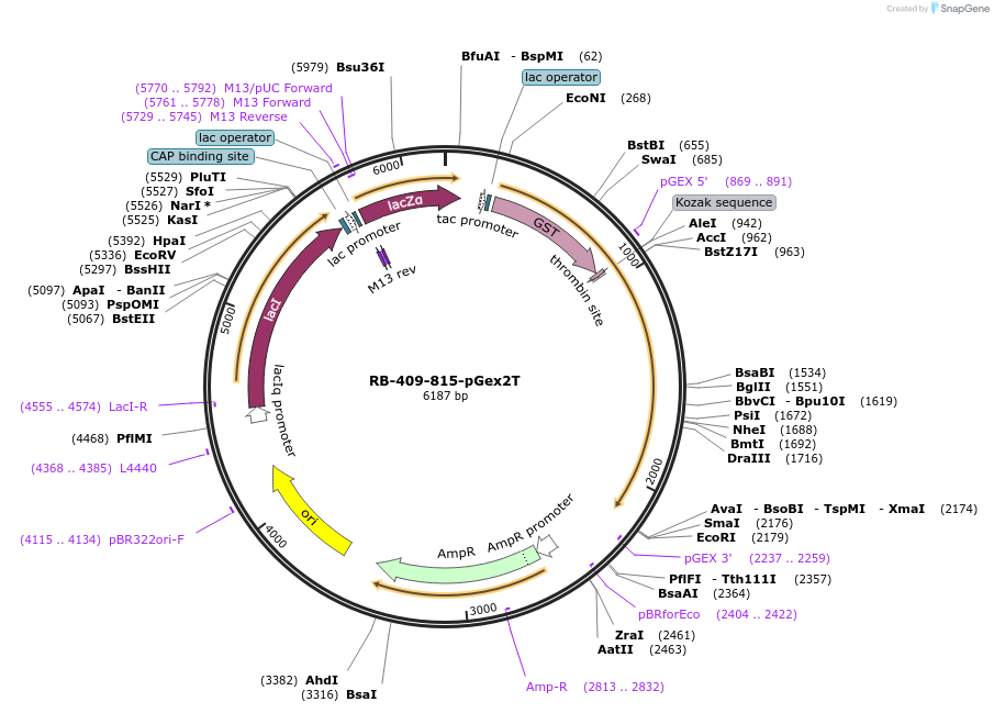 21784-plasmid-map-sequence-id-9989