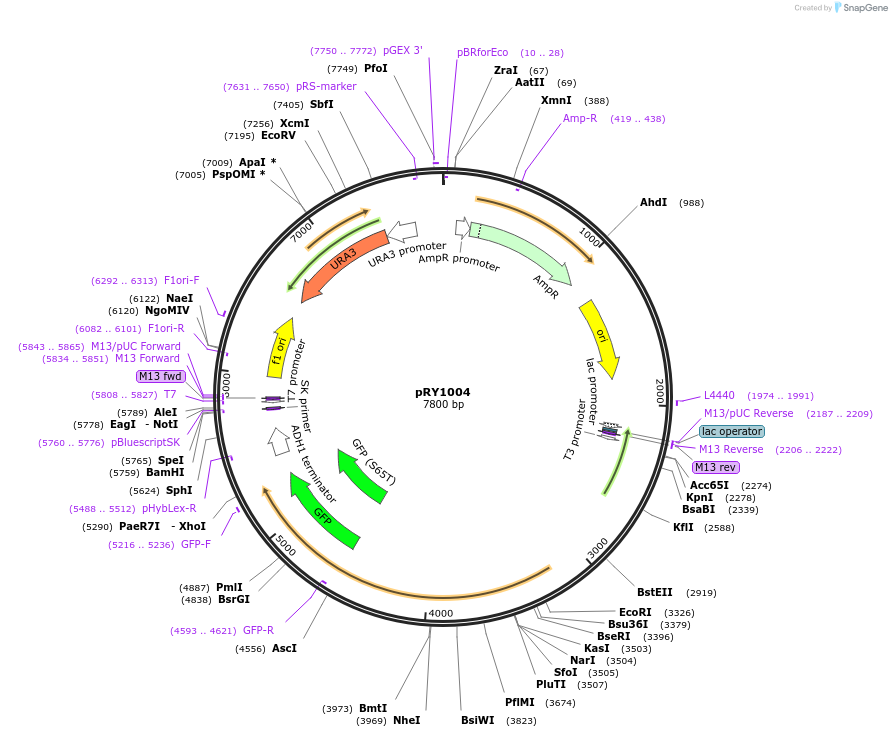 21788-plasmid-map-sequence-id-9992