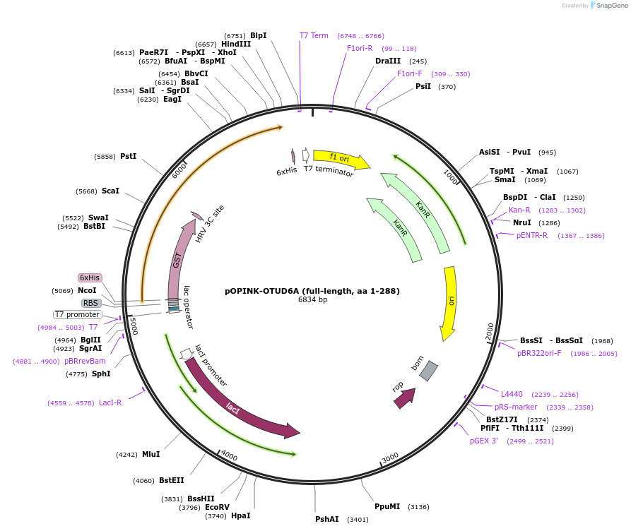 61416-plasmid-map-sequence-id-99927
