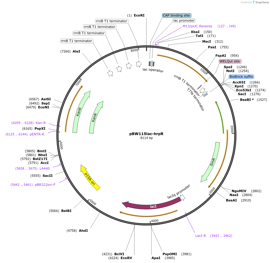 61434-plasmid-map-sequence-id-99929