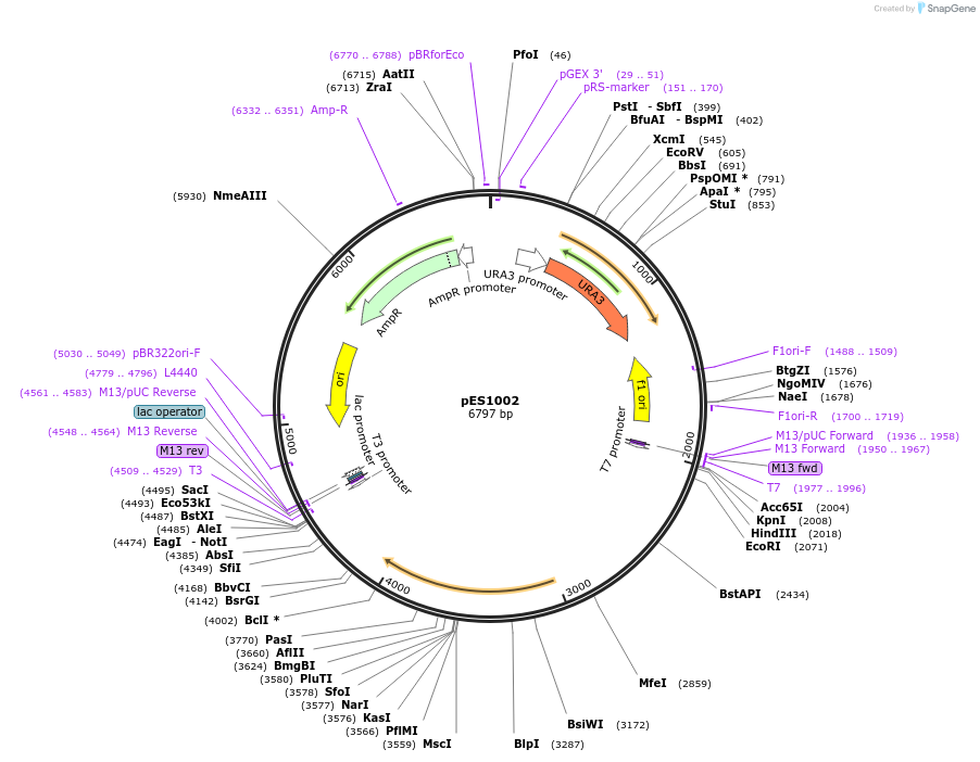 21789-plasmid-map-sequence-id-9993