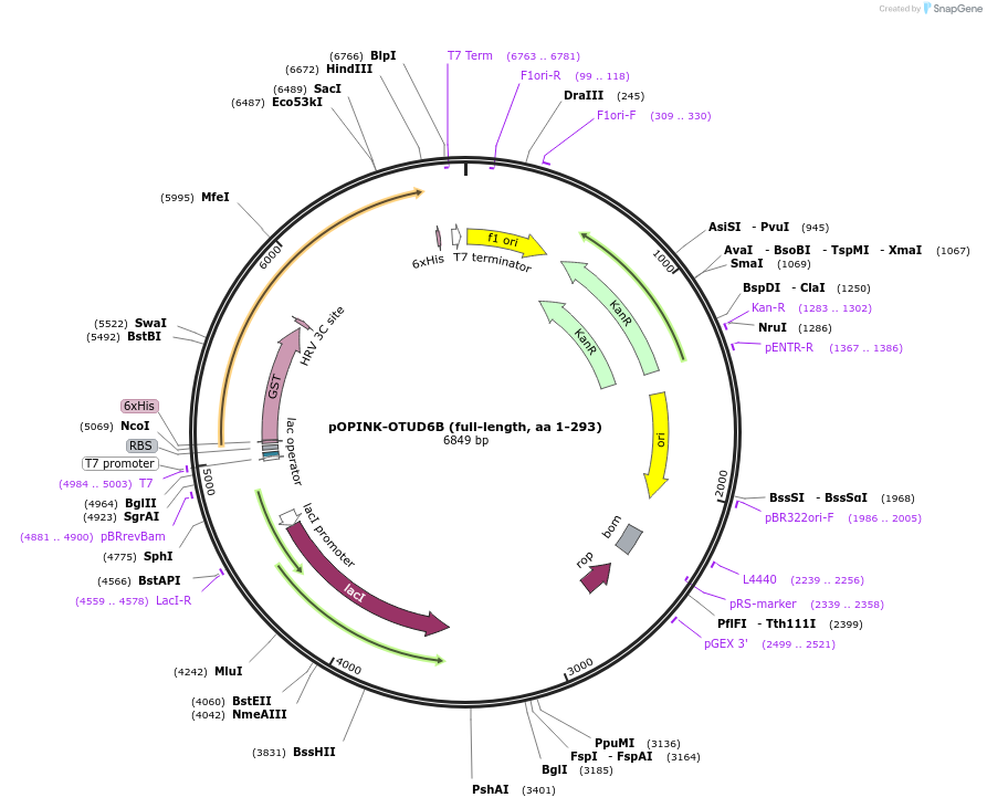 61418-plasmid-map-sequence-id-99932