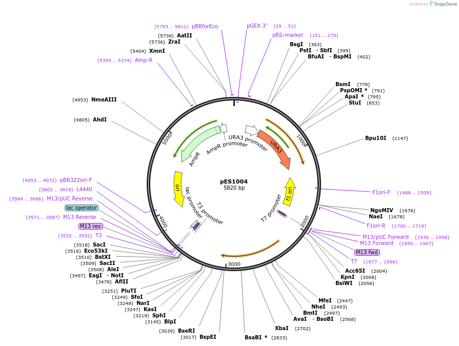 21790-plasmid-map-sequence-id-9994