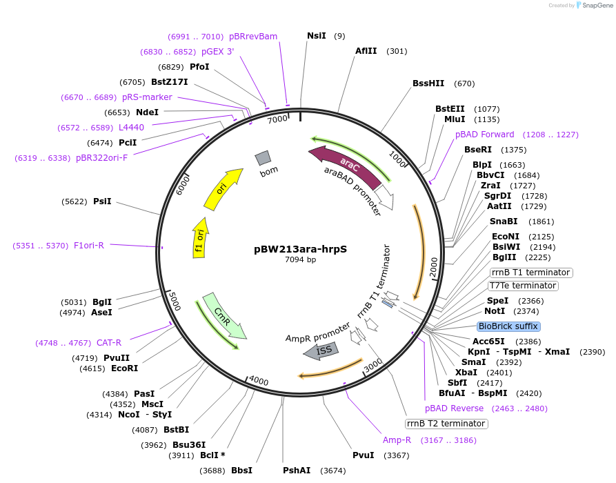 61435-plasmid-map-sequence-id-99962