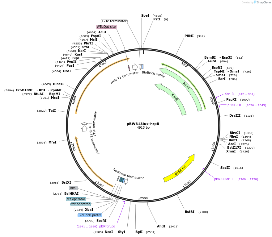 61436-plasmid-map-sequence-id-99967